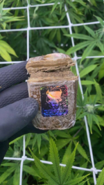Bufalo Plein Hash